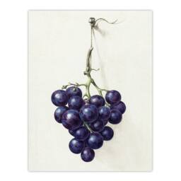 "Artery8 Bunch of Blue Grapes Oil Jean Bernard Vintage Wall Art Print Poster in White - Size: W18"" x H24""" - thumbnail 1