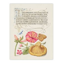 Artery8 Model Book of Calligraphy Framed Wall Art Flowers Mushroom & Butterfly in White - Size: A4 - thumbnail 3