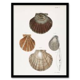Artery8 James Ellsworth De Kay Scallop Seashells Study Framed Wall Art Print in White - Size: A4 - thumbnail 1