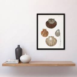 Artery8 James Ellsworth De Kay Scallop Seashells Study Framed Wall Art Print in White - Size: A4 - thumbnail 4
