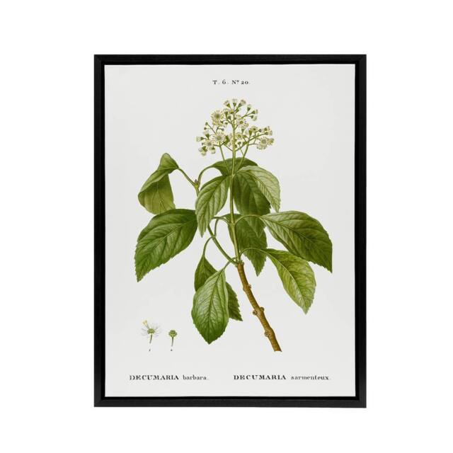 "Artery8 Climbing Hydrangea Flowers Redoute Black Framed Canvas Wall Art in White - Size: W12"" x H16""" - image 1