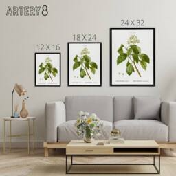 "Artery8 Climbing Hydrangea Flowers Redoute Black Framed Canvas Wall Art in White - Size: W12"" x H16""" - thumbnail 4