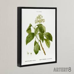 "Artery8 Climbing Hydrangea Flowers Redoute Black Framed Canvas Wall Art in White - Size: W12"" x H16""" - thumbnail 2