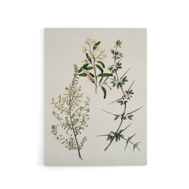 "Artery8 New Zealand Pomaderris Edgerleyi Plant Featon Canvas Wall Art Print in Beige - Size: W12"" x H16""" - image 1