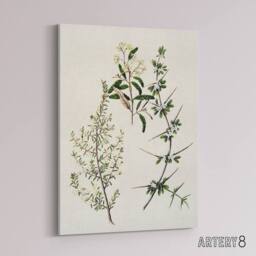 "Artery8 New Zealand Pomaderris Edgerleyi Plant Featon Canvas Wall Art Print in Beige - Size: W12"" x H16""" - thumbnail 2