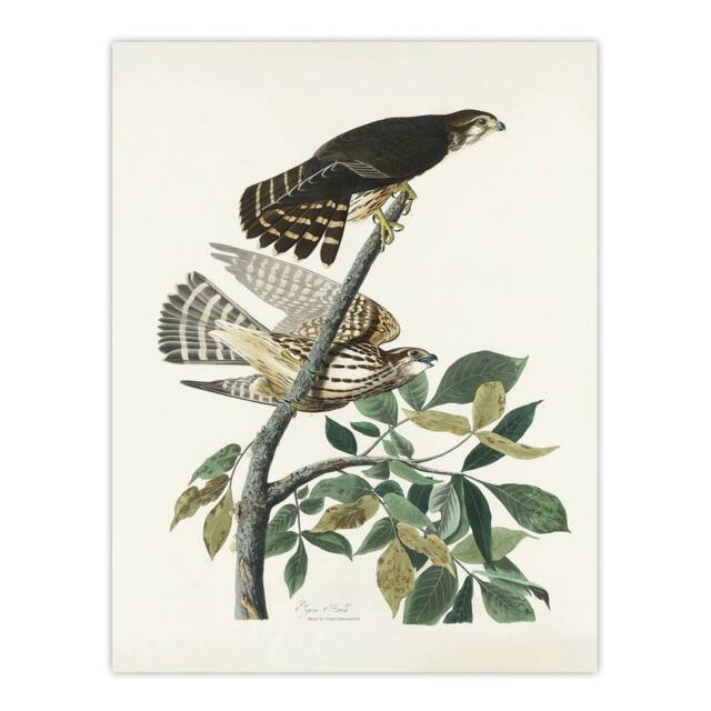 "Artery8 Birds of America Pigeon Hawk Audubon Nature Wall Art Print Poster in White - Size: W12"" x H16""" - image 1