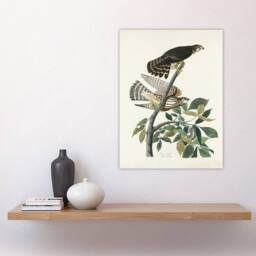 "Artery8 Birds of America Pigeon Hawk Audubon Nature Wall Art Print Poster in White - Size: W12"" x H16""" - thumbnail 4