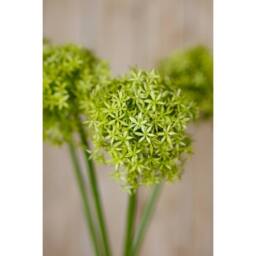 Lemon Pavilion Furniture and Decor Giant Allium (Single Stem Flower), Plastic, L21 x W21 x H90 cm, Green - thumbnail 5