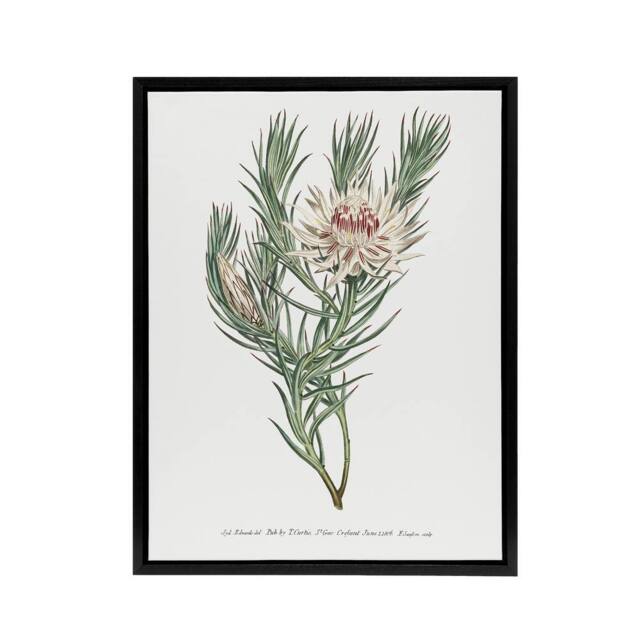 "Artery8 Francis Sansom Dagger Leaf Sugarbush Flower Bloom Framed Canvas Art in White - Size: W12"" x H16""" - image 1