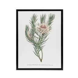 "Artery8 Francis Sansom Dagger Leaf Sugarbush Flower Bloom Framed Canvas Art in White - Size: W12"" x H16""" - thumbnail 1