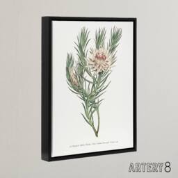"Artery8 Francis Sansom Dagger Leaf Sugarbush Flower Bloom Framed Canvas Art in White - Size: W12"" x H16""" - thumbnail 2