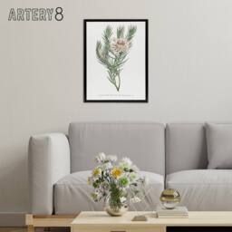 "Artery8 Francis Sansom Dagger Leaf Sugarbush Flower Bloom Framed Canvas Art in White - Size: W12"" x H16""" - thumbnail 3