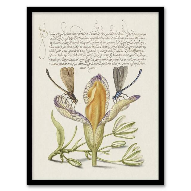 Artery8 Damselflies on Spanish Iris Calligraphy Framed Wall Art Print in Beige - Size: A4 - image 1