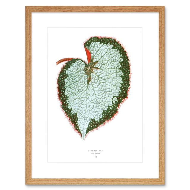 "Artery8 Wall Art Print Leaf Begonia Rex VAR Grandis Art Framed 9x7 inch in Beige - Size: W7"" x H9""" - image 1