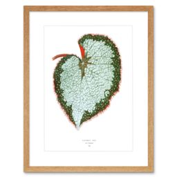 "Artery8 Wall Art Print Leaf Begonia Rex VAR Grandis Art Framed 9x7 inch in Beige - Size: W7"" x H9""" - thumbnail 1
