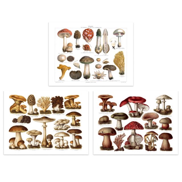 Artery8 Wall Art Print Vintage Poisonous & Edible Mushrooms s Set Of 3 s Study Office Aesthetic Meyers Lexikon A4 - image 1