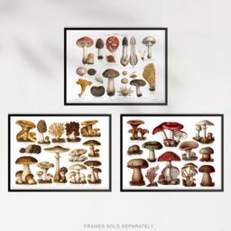 Artery8 Wall Art Print Vintage Poisonous & Edible Mushrooms s Set Of 3 s Study Office Aesthetic Meyers Lexikon A4 - thumbnail 5