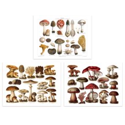 Artery8 Wall Art Print Vintage Poisonous & Edible Mushrooms s Set Of 3 s Study Office Aesthetic Meyers Lexikon A4 - thumbnail 1