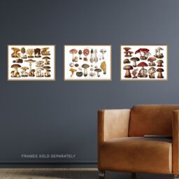 Artery8 Wall Art Print Vintage Poisonous & Edible Mushrooms s Set Of 3 s Study Office Aesthetic Meyers Lexikon A4 - thumbnail 2