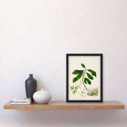 Artery8 Sarah Featon Framed Wall Art Caltha New Zealand Marsh Marigold Plant - Size: A4 - thumbnail 2
