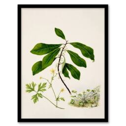 Artery8 Sarah Featon Framed Wall Art Caltha New Zealand Marsh Marigold Plant - Size: A4 - thumbnail 1