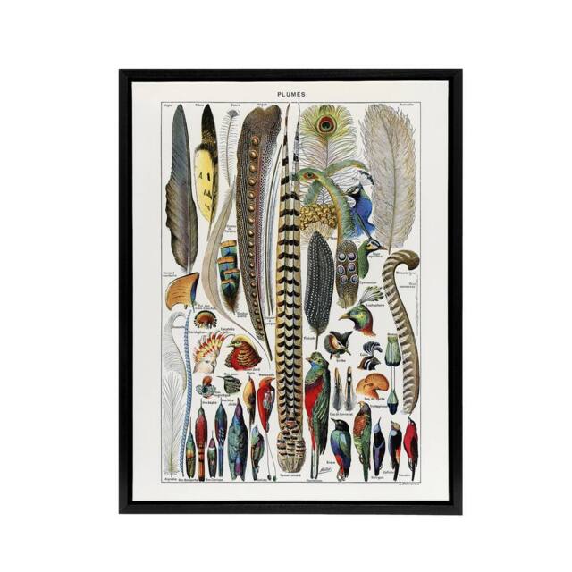 "Artery8 Plumes Exotic Bird Feathers Millot Black Framed Canvas Wall Art in White - Size: W24"" x H32""" - image 1