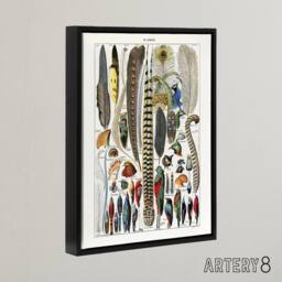"Artery8 Plumes Exotic Bird Feathers Millot Black Framed Canvas Wall Art in White - Size: W24"" x H32""" - thumbnail 2