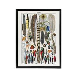 "Artery8 Plumes Exotic Bird Feathers Millot Black Framed Canvas Wall Art in White - Size: W24"" x H32""" - thumbnail 1