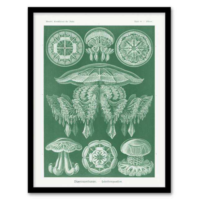 Artery8 Discomedusae Jellyfish Species Haeckel Botanical Framed Wall Art Print in Green - Size: A4 - image 1