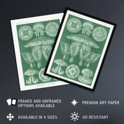 Artery8 Discomedusae Jellyfish Species Haeckel Botanical Framed Wall Art Print in Green - Size: A4 - thumbnail 2