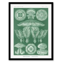 Artery8 Discomedusae Jellyfish Species Haeckel Botanical Framed Wall Art Print in Green - Size: A4 - thumbnail 1