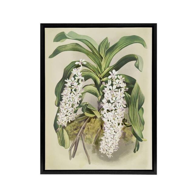 "Artery8 F Sander Saccolabium Giganteum Orchid Flowers Framed Canvas Art Print - Size: W12"" x H16""" - image 1