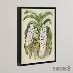 "Artery8 F Sander Saccolabium Giganteum Orchid Flowers Framed Canvas Art Print - Size: W12"" x H16""" - thumbnail 2