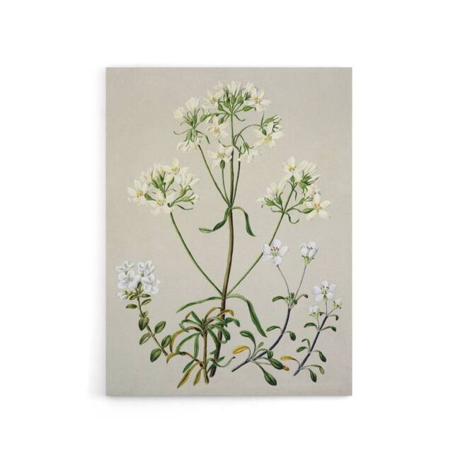 "Artery8 New Zealand White Gentiana Flowers Featon Canvas Wall Art Print in Beige - Size: W18"" x H24""" - image 1