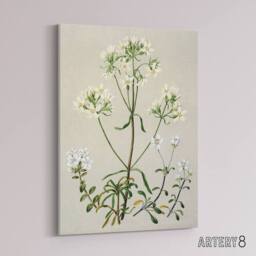 "Artery8 New Zealand White Gentiana Flowers Featon Canvas Wall Art Print in Beige - Size: W18"" x H24""" - thumbnail 2