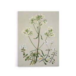 "Artery8 New Zealand White Gentiana Flowers Featon Canvas Wall Art Print in Beige - Size: W18"" x H24""" - thumbnail 1