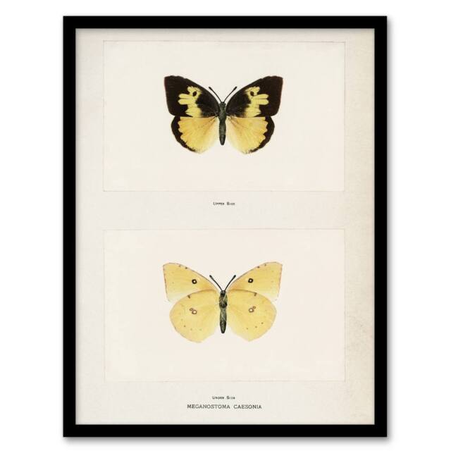 Artery8 Southern Dogface Butterfly Sherman Denton Framed Wall Art Print in White - Size: A4 - image 1