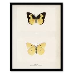 Artery8 Southern Dogface Butterfly Sherman Denton Framed Wall Art Print in White - Size: A4 - thumbnail 1