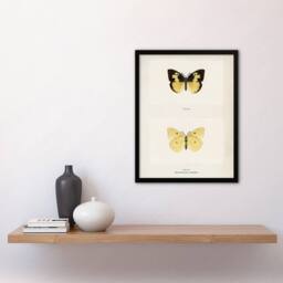 Artery8 Southern Dogface Butterfly Sherman Denton Framed Wall Art Print in White - Size: A4 - thumbnail 4