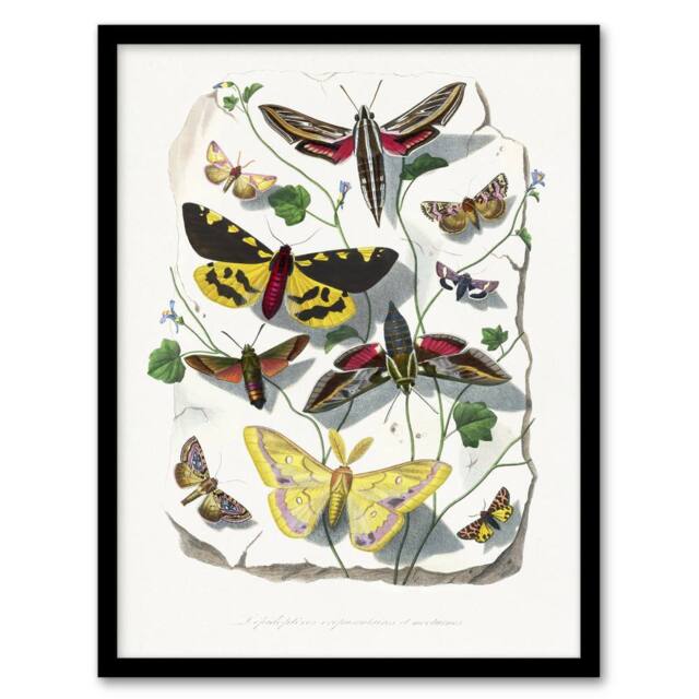 Artery8 Paul Gervais Butterflies Moths Vintage Illustration Framed Art Print in White - Size: A4 - image 1