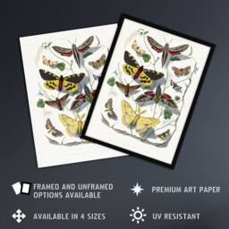 Artery8 Paul Gervais Butterflies Moths Vintage Illustration Framed Art Print in White - Size: A4 - thumbnail 2