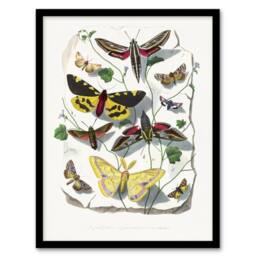 Artery8 Paul Gervais Butterflies Moths Vintage Illustration Framed Art Print in White - Size: A4 - thumbnail 1