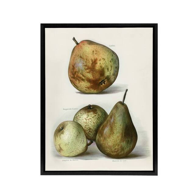 "Artery8 Pear Varieties Vintage Fruit Illustration Wright Framed Canvas Art in White - Size: W12"" x H16""" - image 1