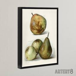 "Artery8 Pear Varieties Vintage Fruit Illustration Wright Framed Canvas Art in White - Size: W12"" x H16""" - thumbnail 2