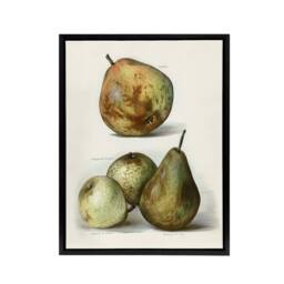 "Artery8 Pear Varieties Vintage Fruit Illustration Wright Framed Canvas Art in White - Size: W12"" x H16""" - thumbnail 1