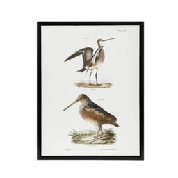"Artery8 James De Kay Ring Tailed Marlin & American Woodcock Framed Canvas Art in White - Size: W12"" x H16""" - thumbnail 1
