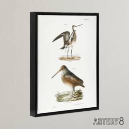 "Artery8 James De Kay Ring Tailed Marlin & American Woodcock Framed Canvas Art in White - Size: W12"" x H16""" - thumbnail 2