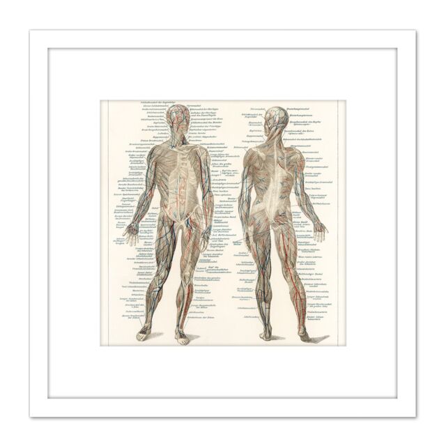 Artery8 Meyers Konversations Lexikon 1894 Human Muscles Diagram 8X8 Inch Square Wooden Framed Wall Art Print Picture with Mount in White - image 1