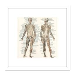 Artery8 Meyers Konversations Lexikon 1894 Human Muscles Diagram 8X8 Inch Square Wooden Framed Wall Art Print Picture with Mount in White - thumbnail 1