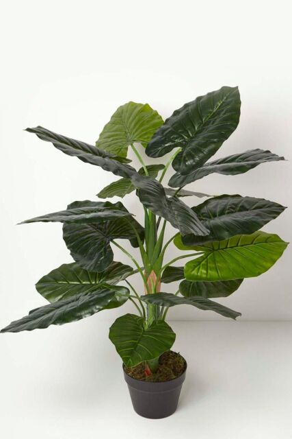 Homescapes Taro Plant in Pot, 90 cm Tall in Green - image 1